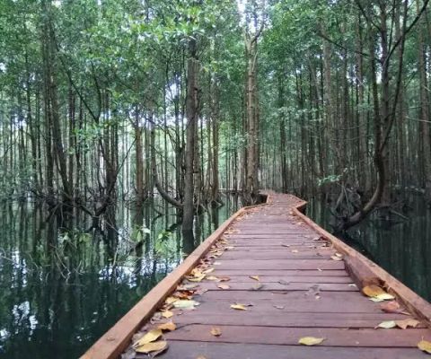 Wana Tirta Mangrove Forests