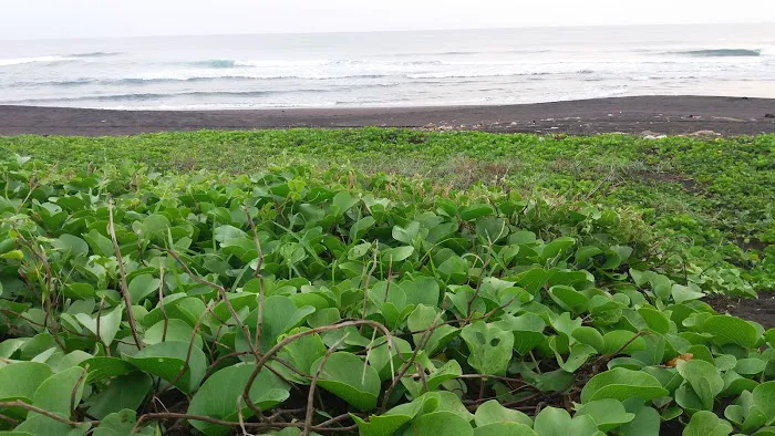 Pantai Roro Inten Pagak Ngombol 6