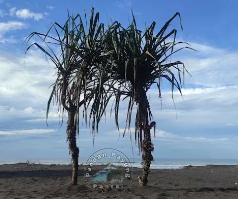 Pantai Pandan Payung