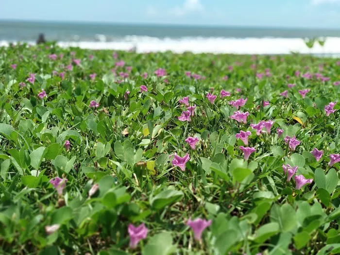 Pantai Batu Tampih 1