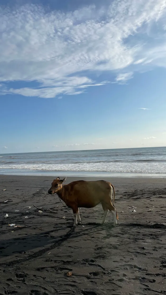 Pantai Nyanyi 7