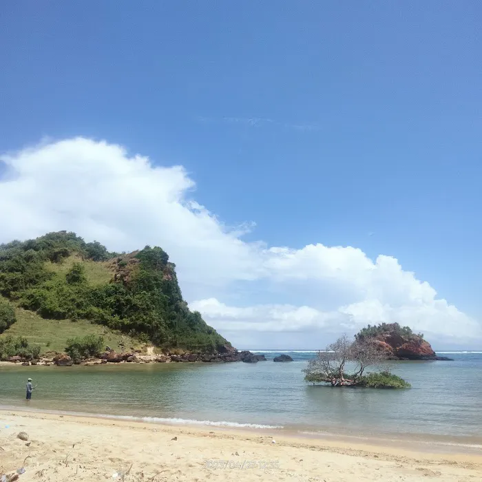 Pohon jomblo / bachelor tree 9