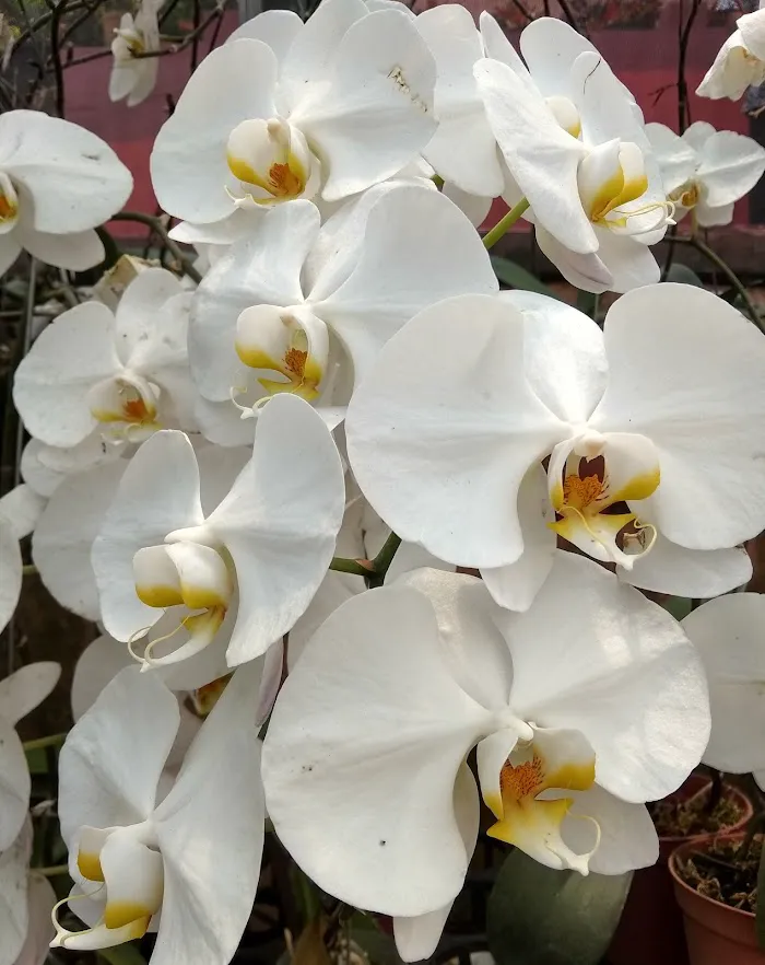 Wisata Bukit Flora 3