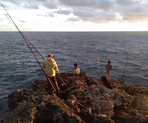 Segoro alas rockfishing