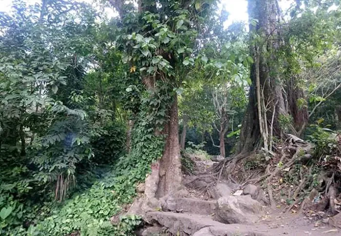 wusata Loanggali rebanbela 8