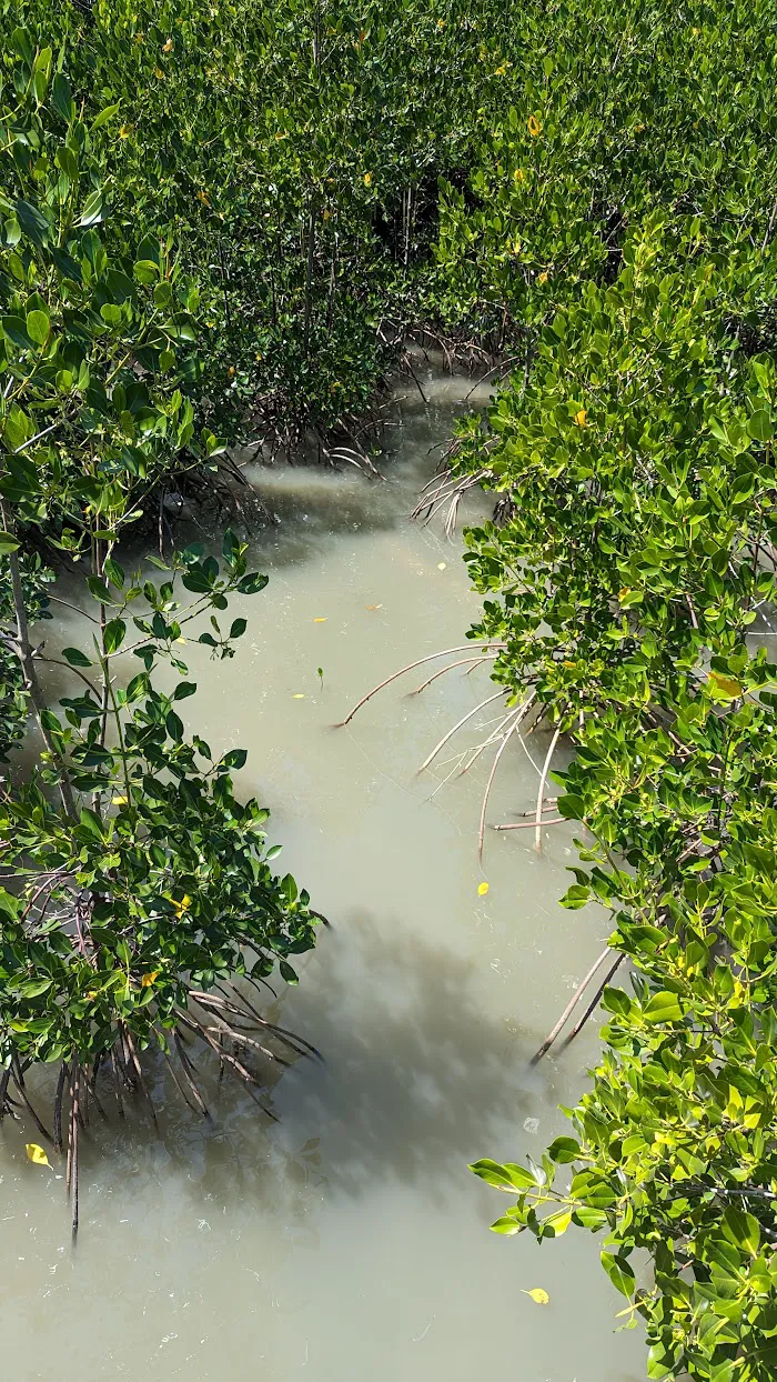 Mangrove Sekotong Tengah 9