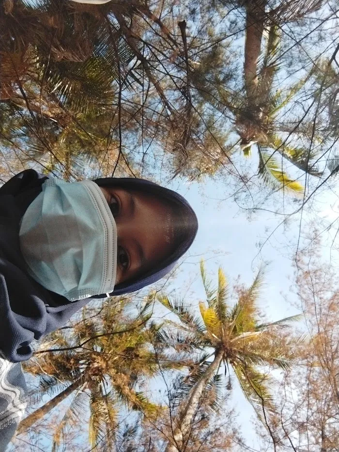 Banongan coconut tree 7