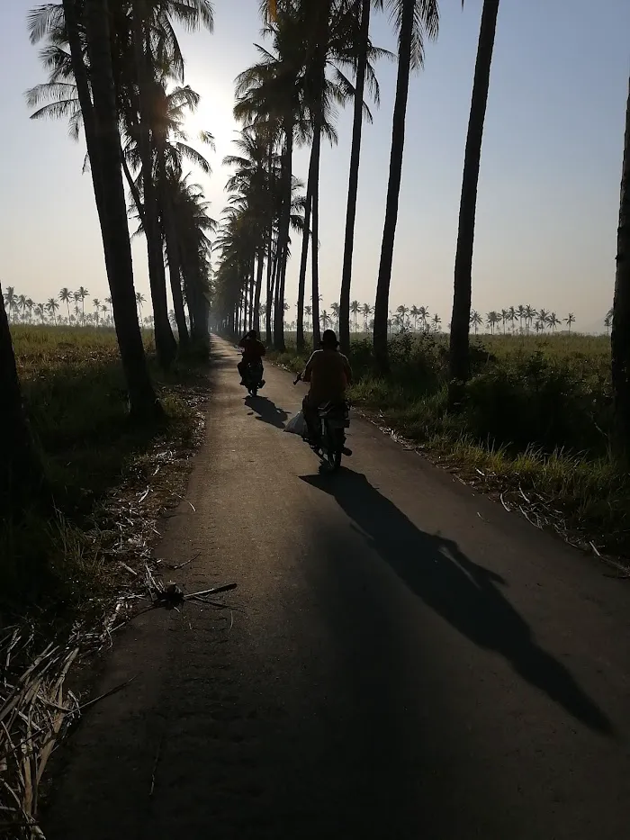 Banongan coconut tree 3