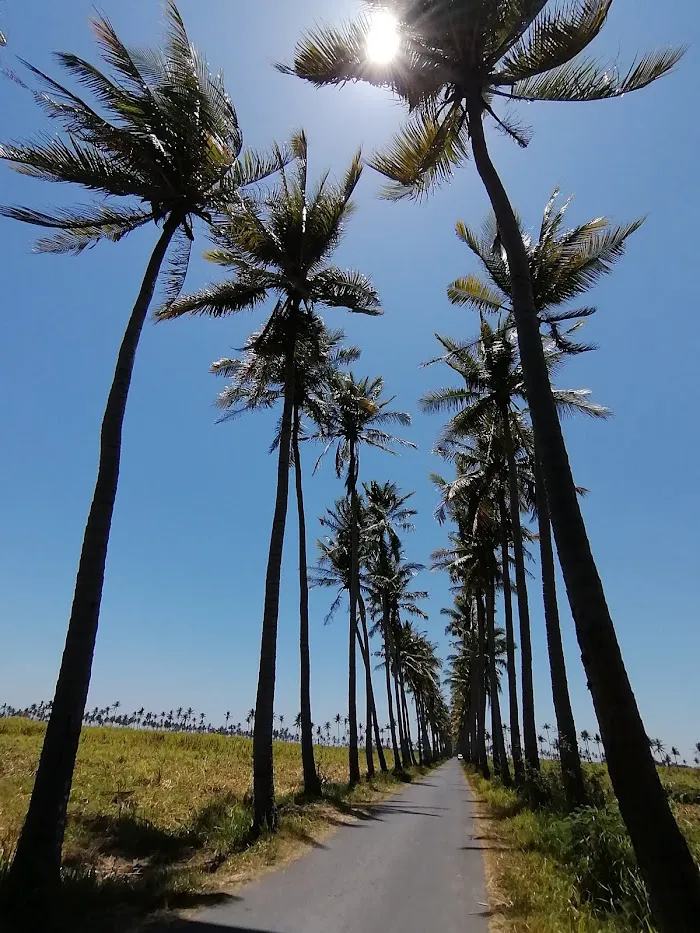 Banongan coconut tree 6