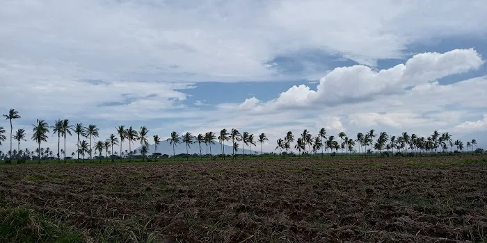 Banongan coconut tree 8