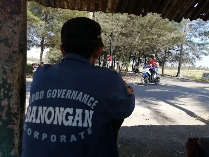 Banongan coconut tree 1