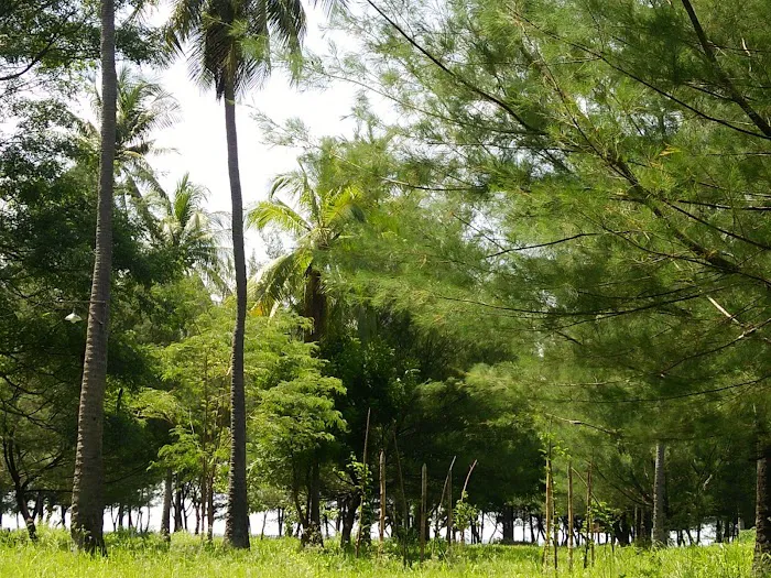 Banongan coconut tree 5