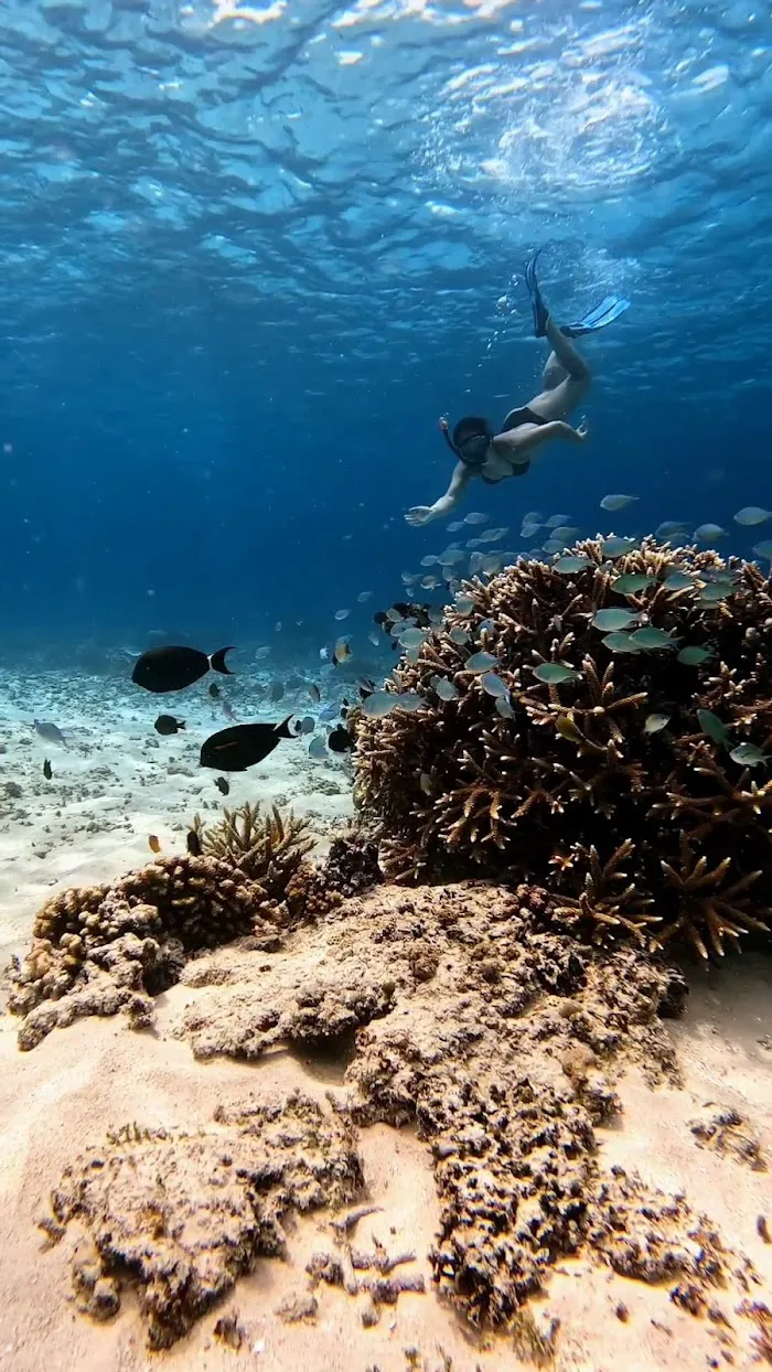 Turtle Snorkeling Area 1