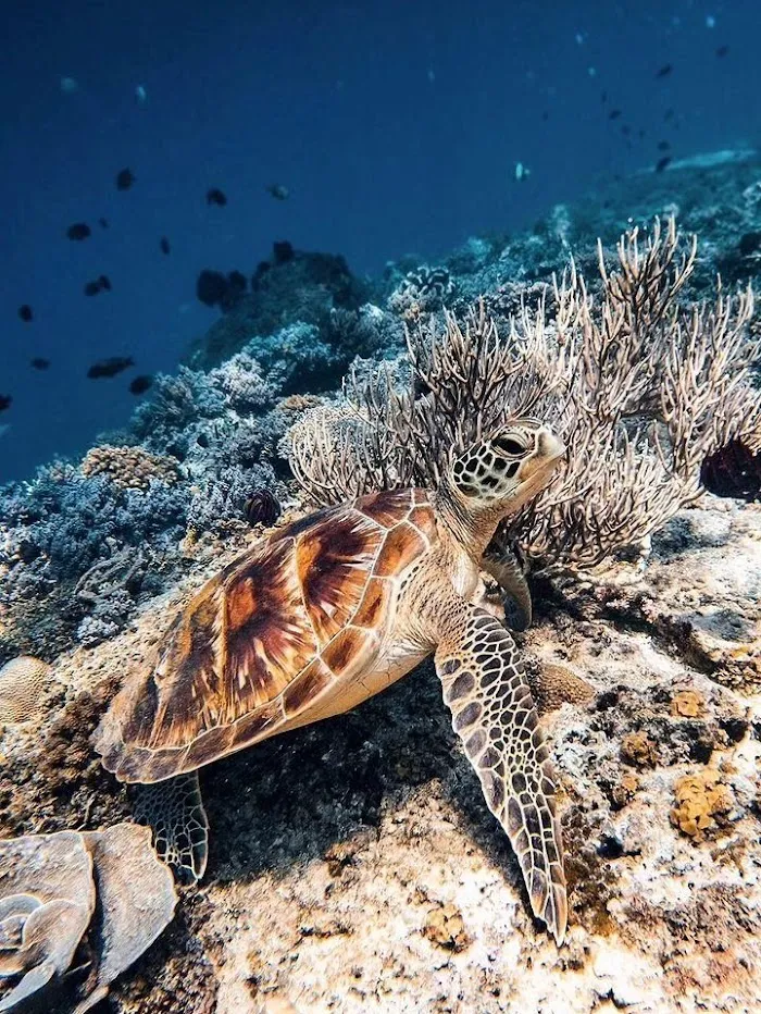 Turtle Snorkeling Area 3