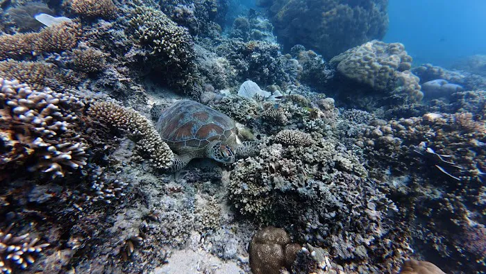 Turtle Snorkeling Area 5