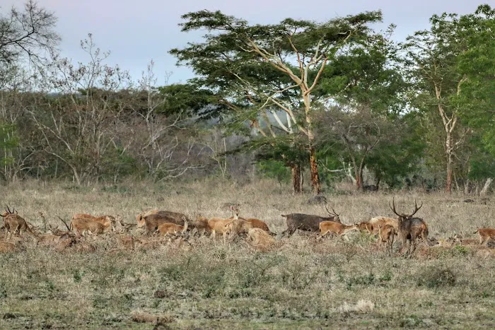 Baluran National Park 3