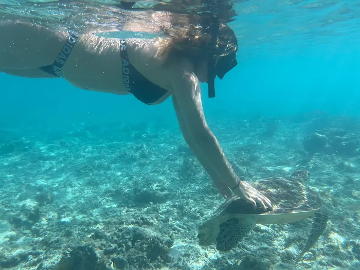 Turtle point 2