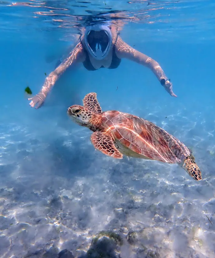 Turtle point 9