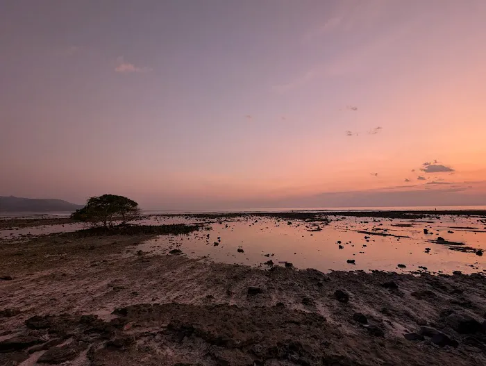 That Sunset Tree 2