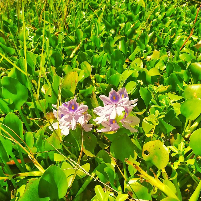 Danau Yeh Malet 4
