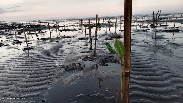 Wisata Pantai Paku Lima 8