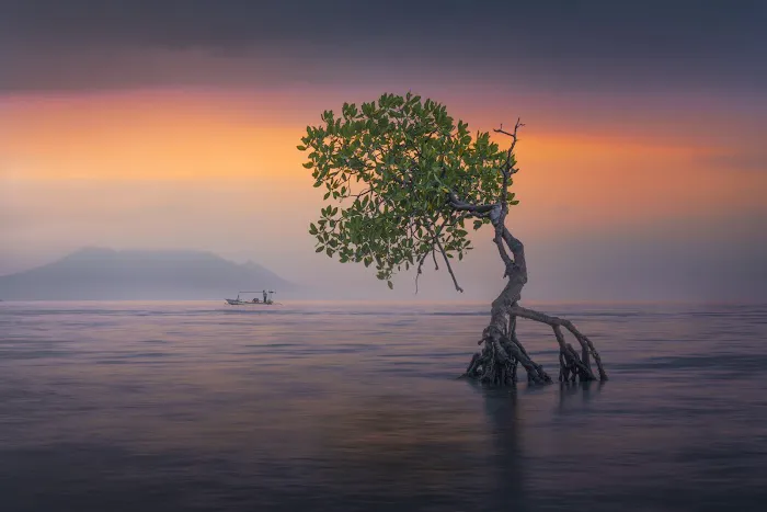 That Pemuteran Tree 0