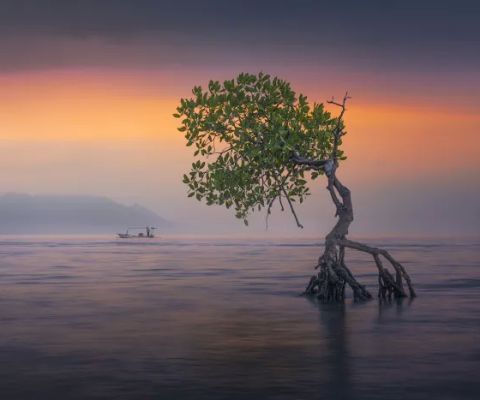 That Pemuteran Tree