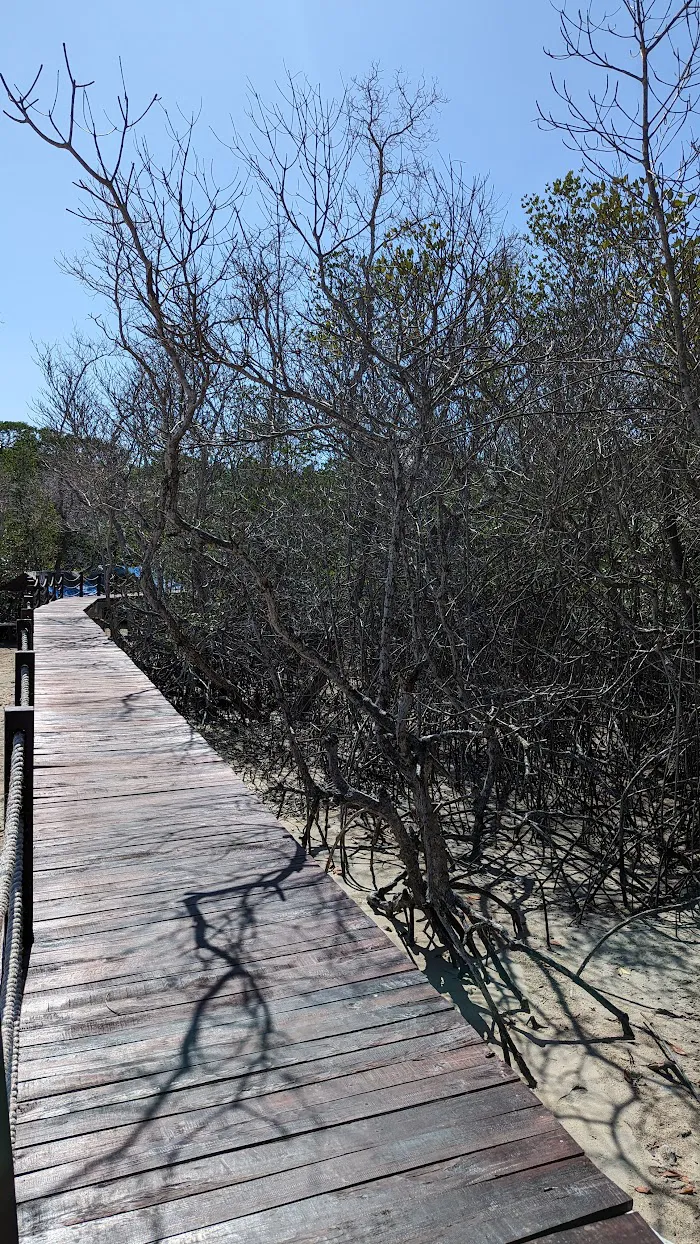 Lookout Trek Mangrove 2