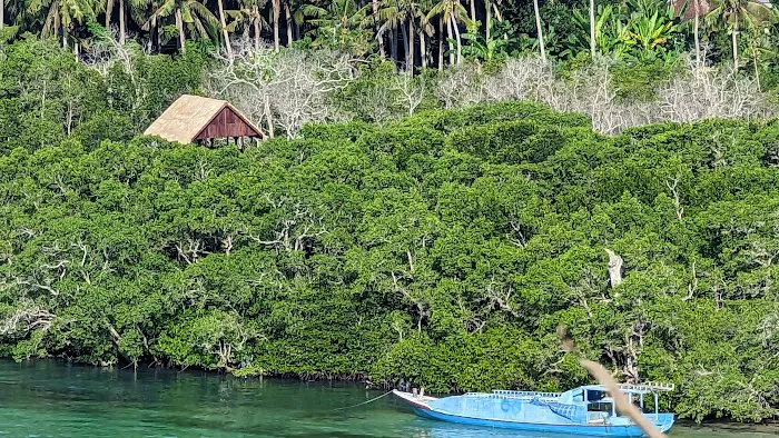 Lookout Trek Mangrove 5