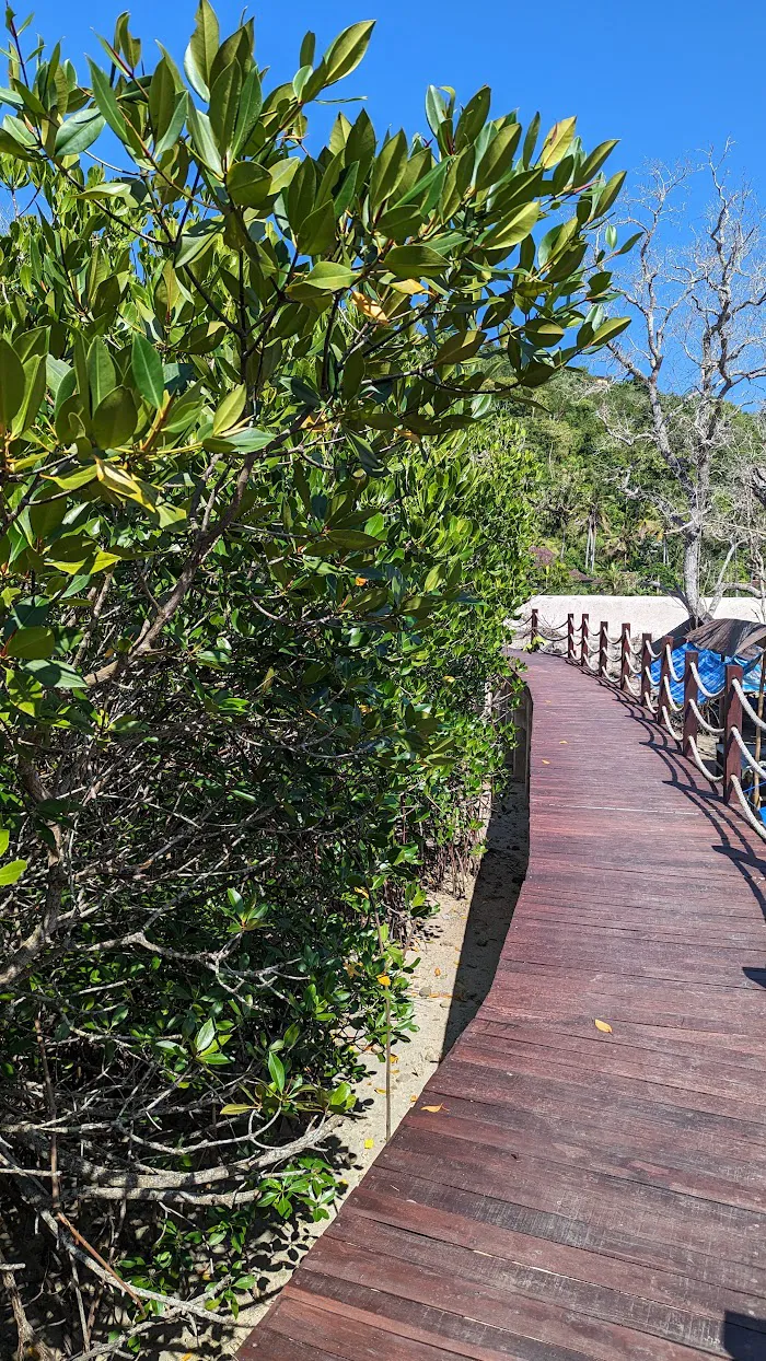 Lookout Trek Mangrove 6