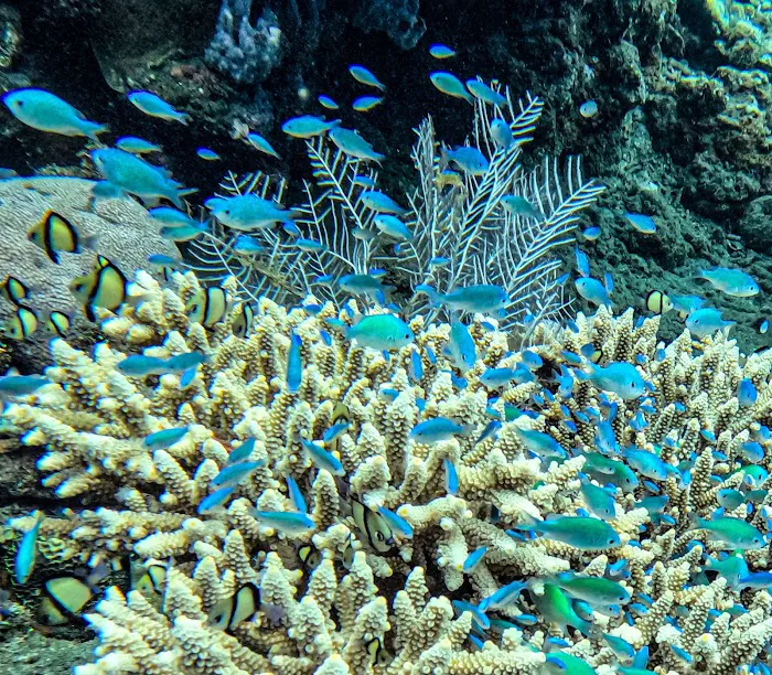 Jemeluk Bay snorkelling spot 2