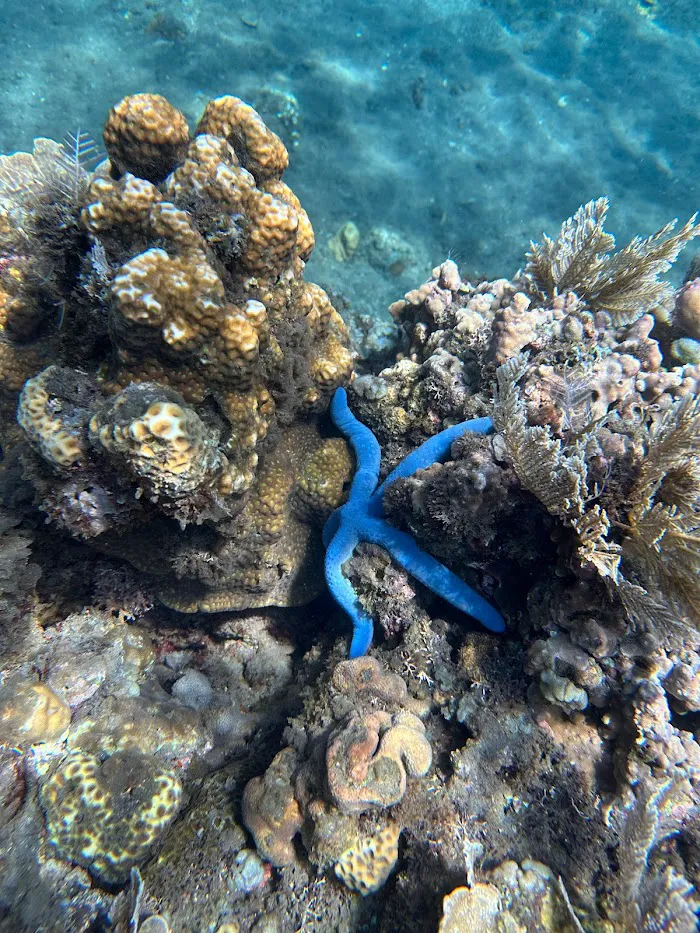 Jemeluk Bay snorkelling spot 6