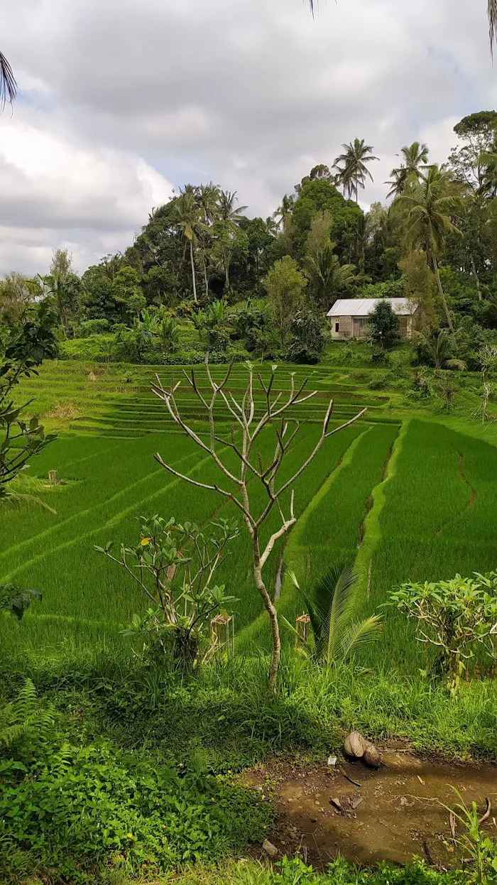 Belimbing Rice Terraces 0