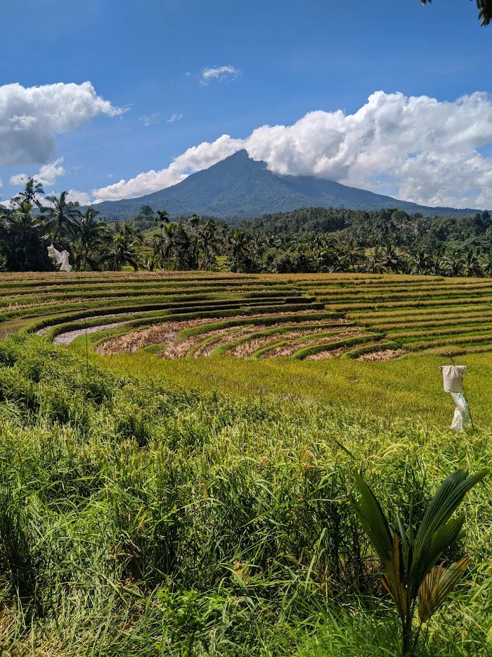 Belimbing Rice Terraces 4