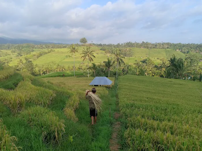 Belimbing Rice Terraces 7