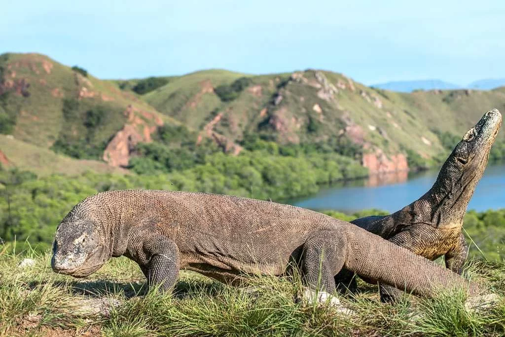 Top Nature and Wildlife Photography Spots in Indonesia: Capture Indonesia's Stunning Wildlife