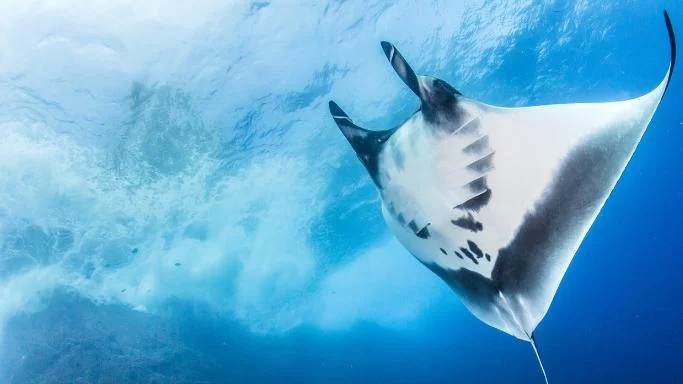 Best Time to Visit Komodo Island for Diving: A Complete Guide for the Ultimate Underwater Adventure