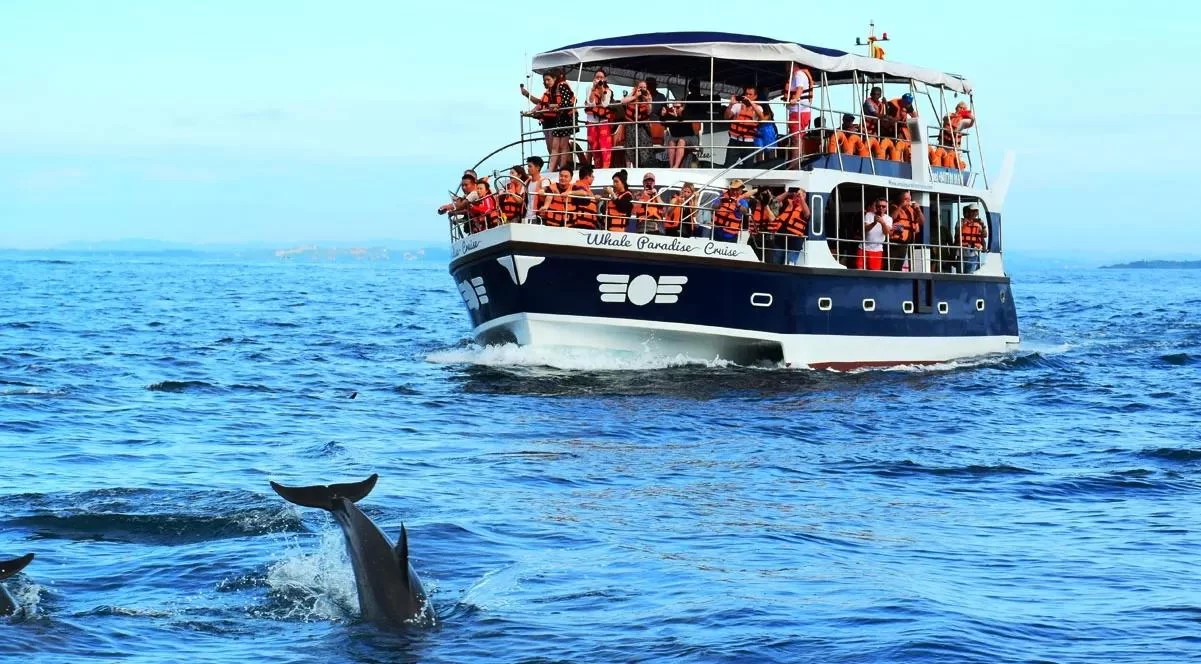 Best Whale-Watching Times for an Indonesia Cruise
