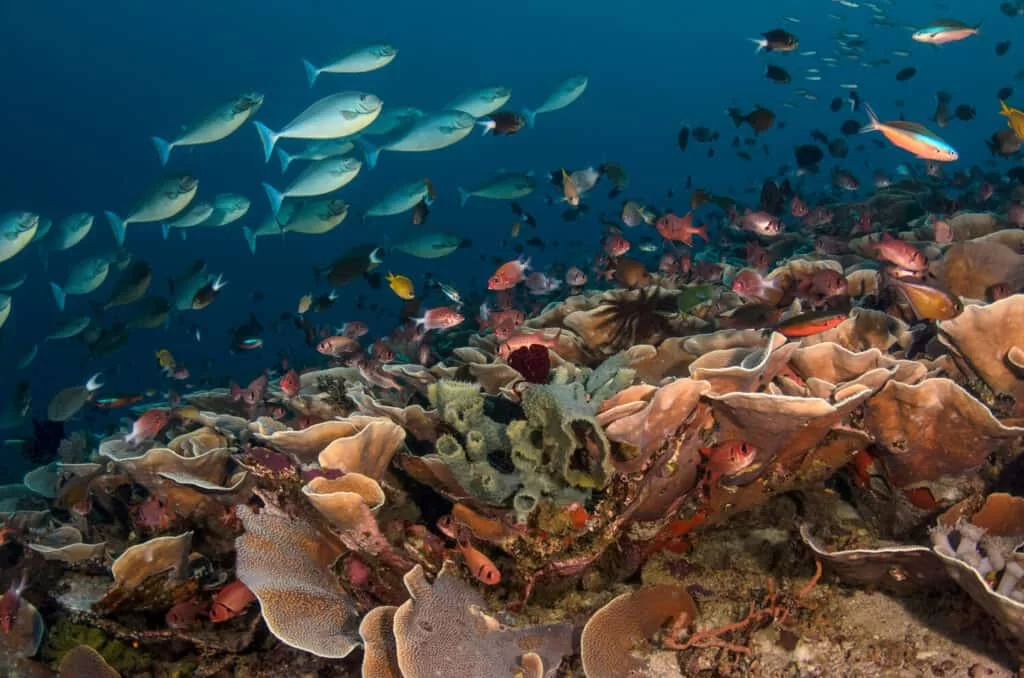 Coral Spawning Season on an Indonesia Cruise: A Spectacular Underwater Experience