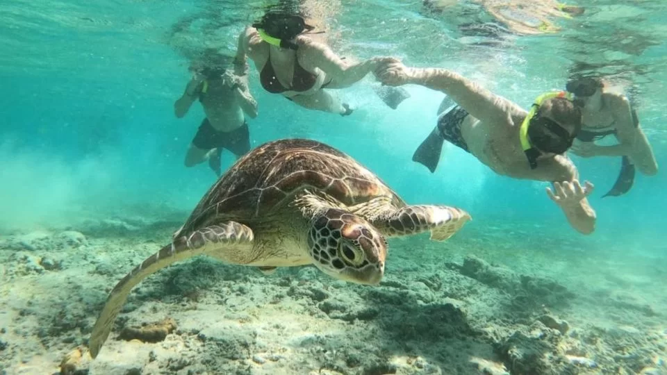 Gili Islands Snorkeling Recommendations: Best Spots and Tips for an Unforgettable Underwater Adventure