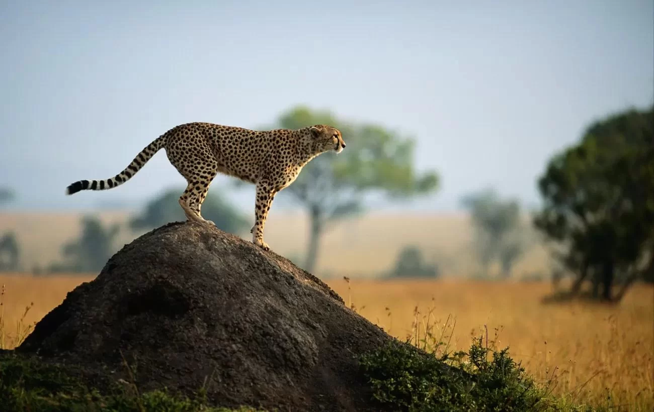 Best Cruises for Seeing Wildlife in Africa