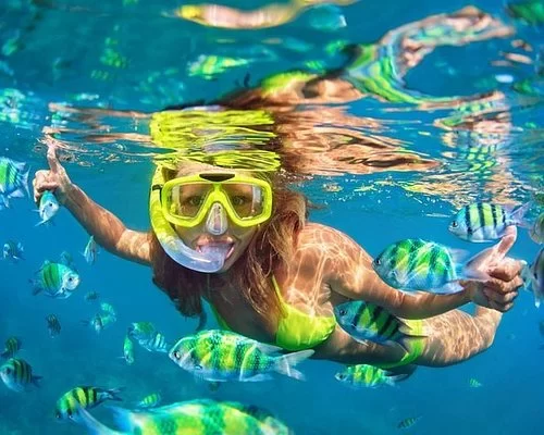 The Best of Indonesian Marine Life: Top Dive and Snorkel Cruises
