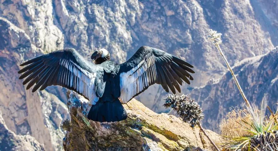 Cruises for Bird Watchers to South America: A Journey Through Avian Paradise