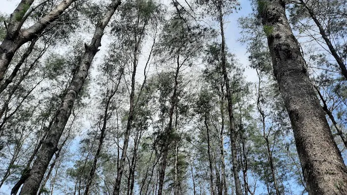 Pantai cemara sewu jetis cilacap 0
