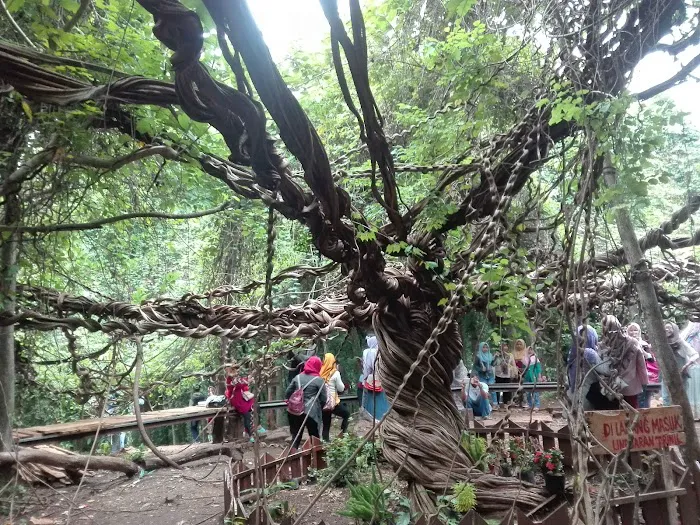 Wisata Akar Langit Trinil 3