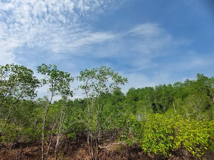 PANTAI HUTAN MANGROVE PENDOPO 4