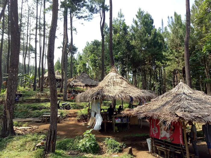 Gogoniti Park - Pine Forest Travel Gogoniti 2