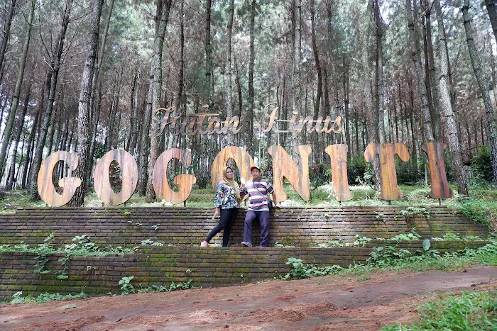 Gogoniti Park - Pine Forest Travel Gogoniti 8