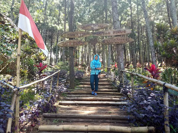 Gogoniti Park - Pine Forest Travel Gogoniti 0