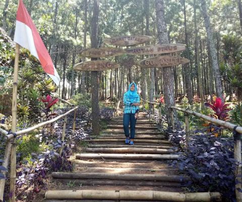 Gogoniti Park - Pine Forest Travel Gogoniti